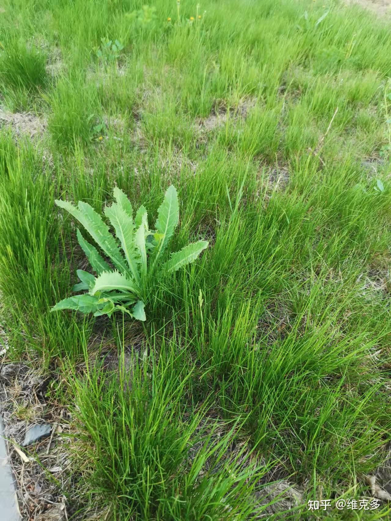 小草苹果版安装视频小草app苹果版怎么安装