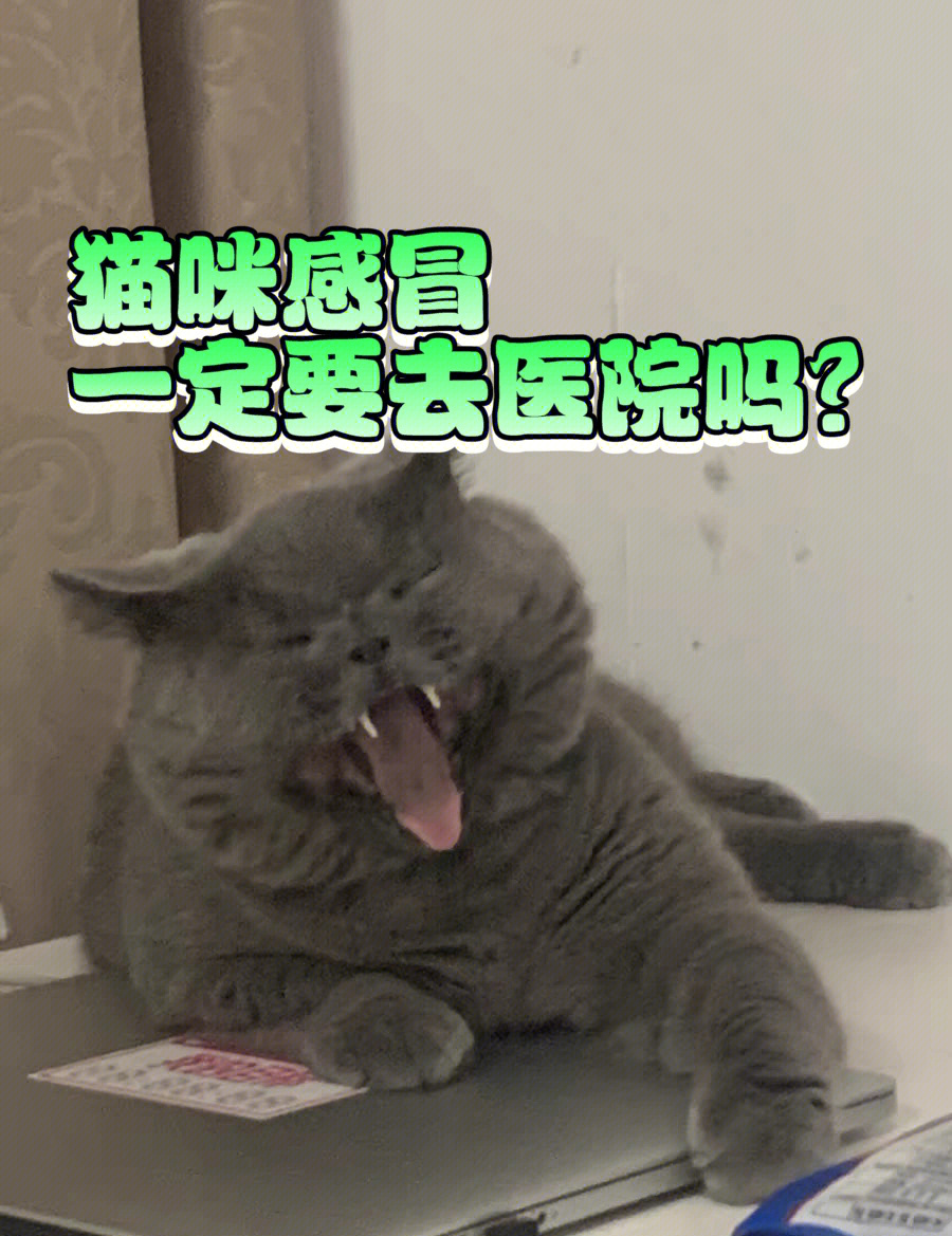 小猫感冒安卓版小猫感冒打喷嚏吃什么药-第2张图片-太平洋在线下载